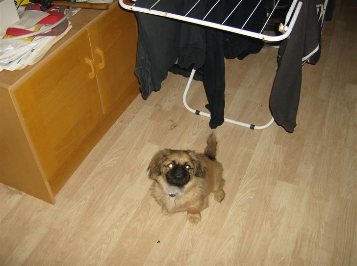 Pekingeser pjevs billede 12