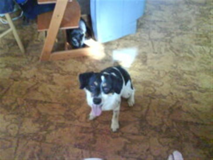 Dansk svensk gaardhund Polle billede 8