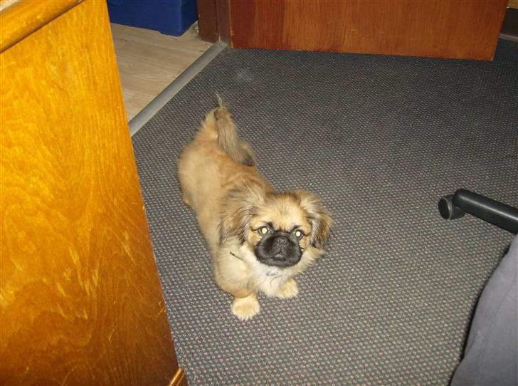 Pekingeser pjevs billede 13