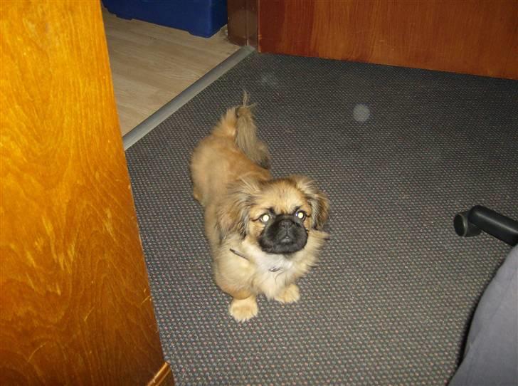 Pekingeser pjevs billede 14