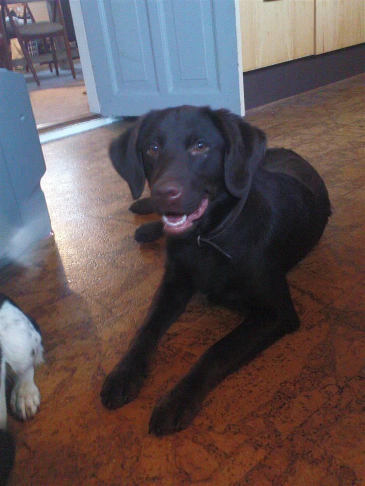 Labrador retriever Tanni<3 - VElkommen til Tannis profil;) jeg vil ik have dumme kommentar fra folk!!!!!!;)men i er velkommenne til at ligge kommentar, bedømelse og stemme i udfortringer;) billede 1