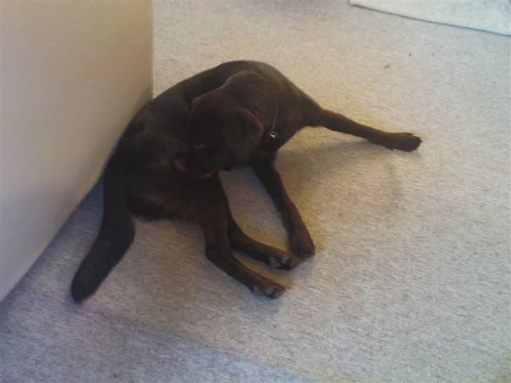 Labrador retriever Tanni<3 - det klør sådan! billede 2