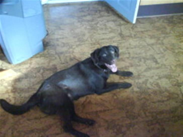 Labrador retriever Tanni<3 - Jeg tager lige en slapper<33;) billede 3