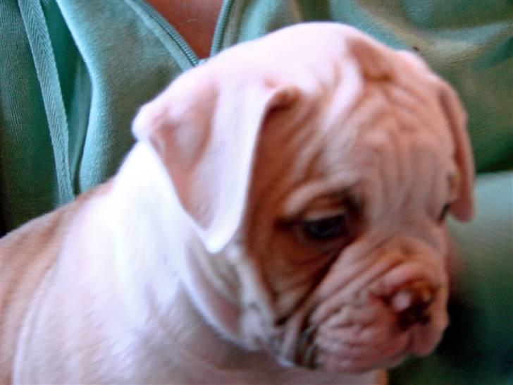 Amerikansk bulldog Sweet Little Alba(Rest in peace) billede 1