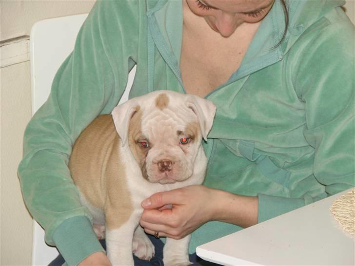 Amerikansk bulldog Sweet Little Alba(Rest in peace) billede 2