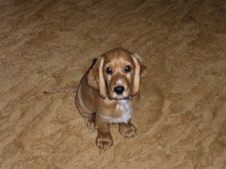 Cocker spaniel Chico billede 1