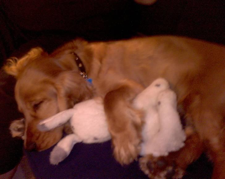 Cocker spaniel Chico - han kan ikke sove uden bamsen :´b billede 2