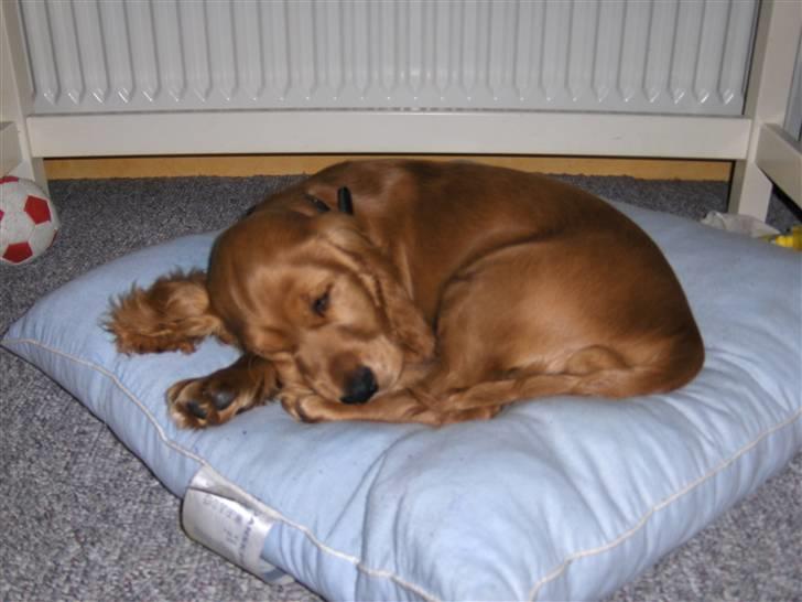 Cocker spaniel Chico billede 3