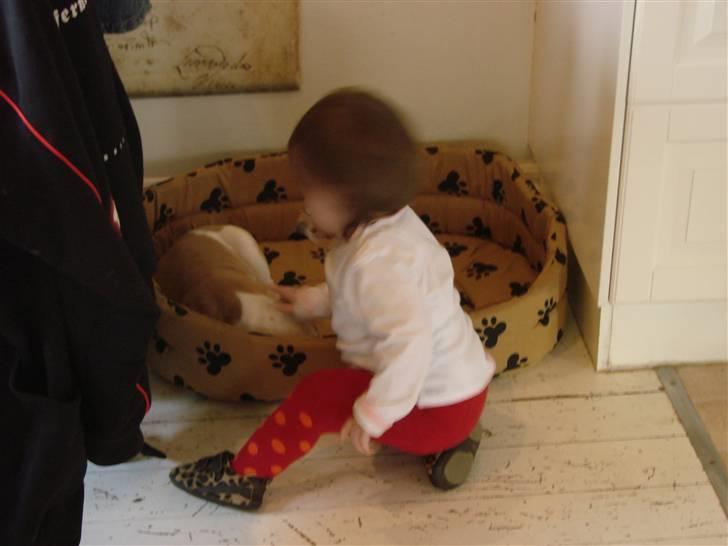 Amerikansk bulldog Sweet Little Alba(Rest in peace) billede 3