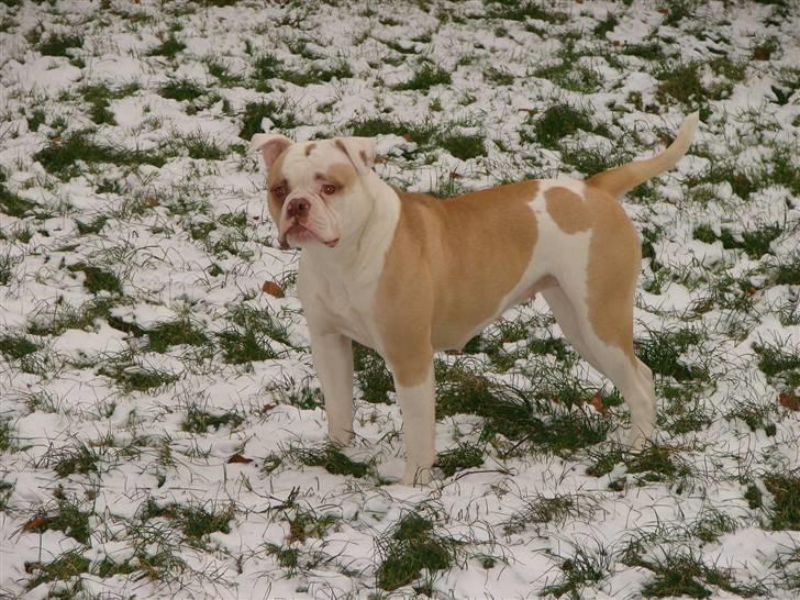 Amerikansk bulldog Sweet Little Alba(Rest in peace) billede 4