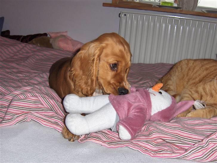 Cocker spaniel Chico - Bamsetyv :´b billede 4