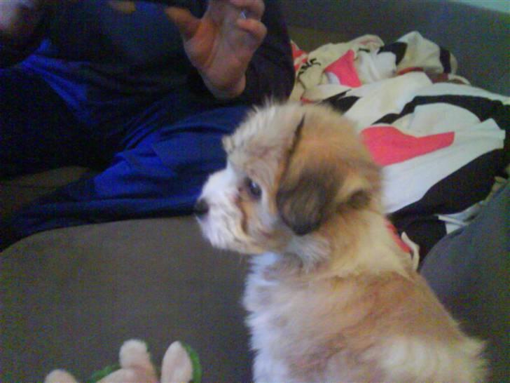 Coton de tulear Bella billede 6