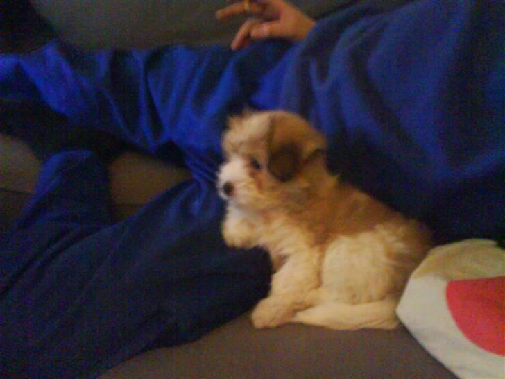 Coton de tulear Bella billede 7