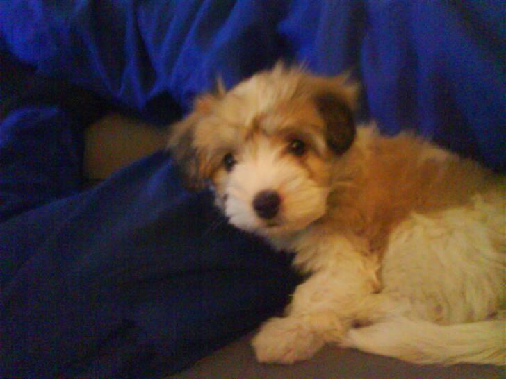 Coton de tulear Bella billede 8