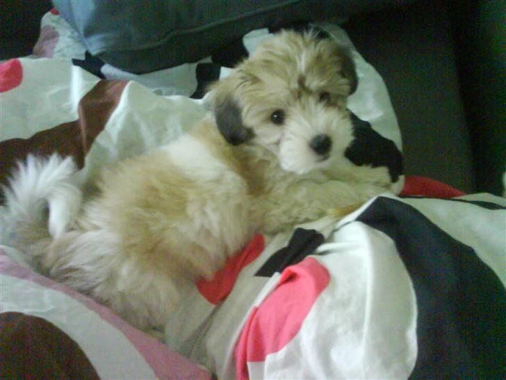 Coton de tulear Bella billede 9