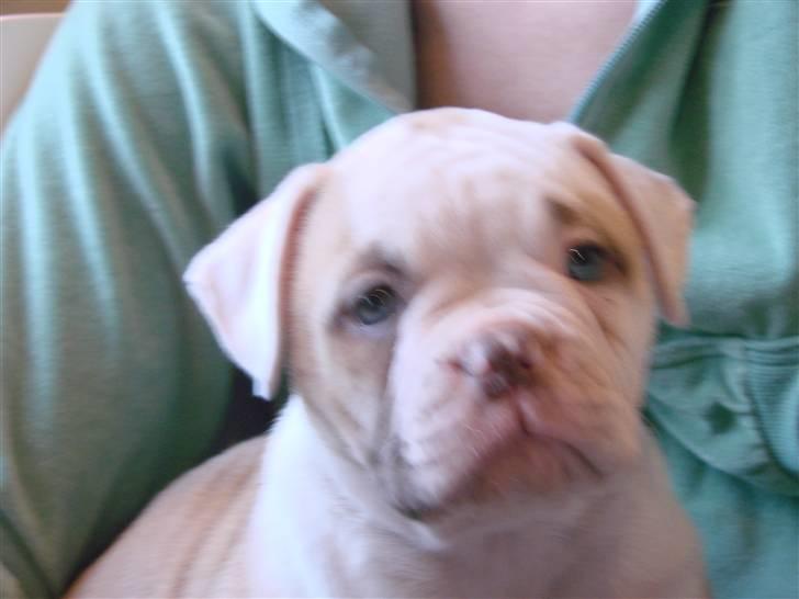 Amerikansk bulldog Sweet Little Alba(Rest in peace) billede 5