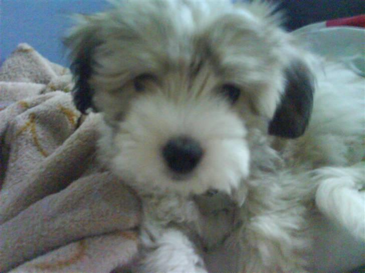 Coton de tulear Bella billede 10