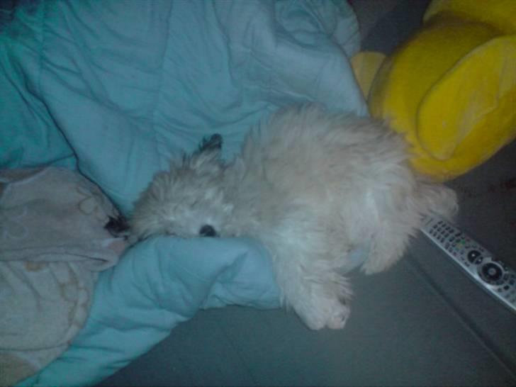 Coton de tulear Bella billede 11
