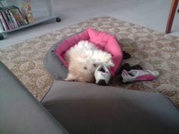 Coton de tulear Bella billede 12