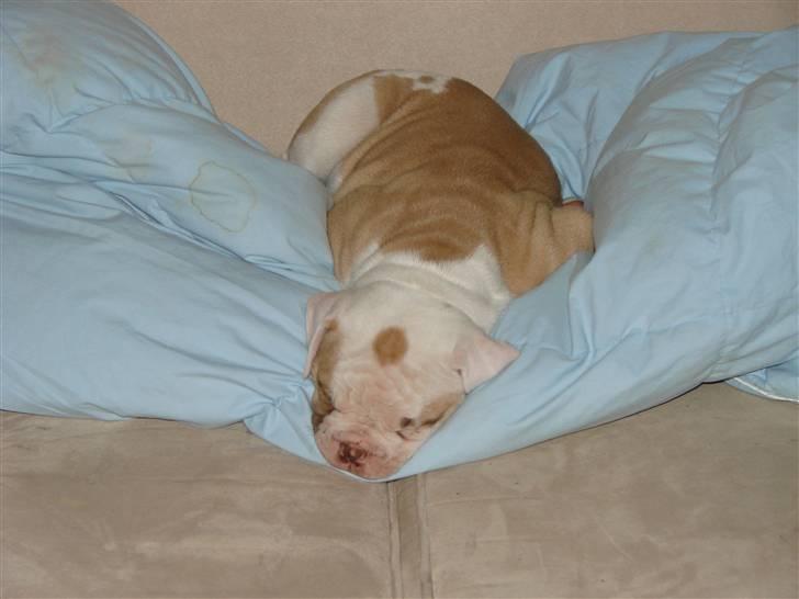 Amerikansk bulldog Sweet Little Alba(Rest in peace) billede 6