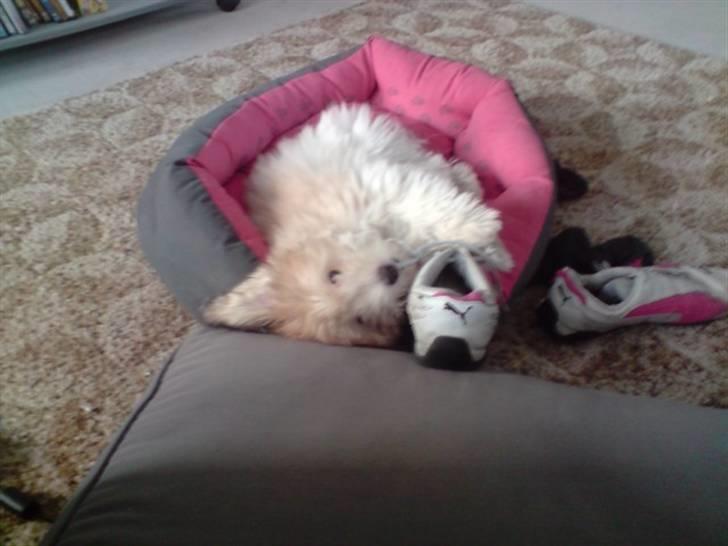 Coton de tulear Bella billede 13