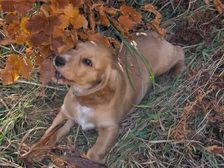 Cocker spaniel Chico billede 5