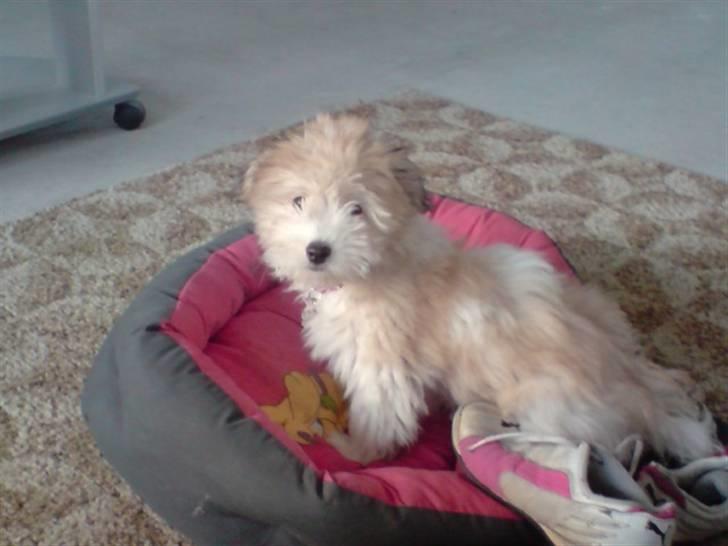 Coton de tulear Bella billede 14