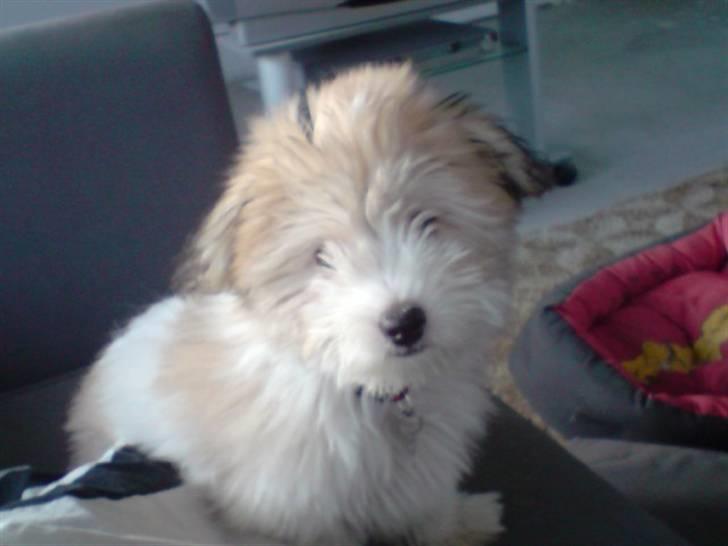 Coton de tulear Bella billede 15