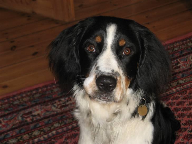 Blanding af racer **Viggo** - Smukke Viggo Mortensen;) billede 1