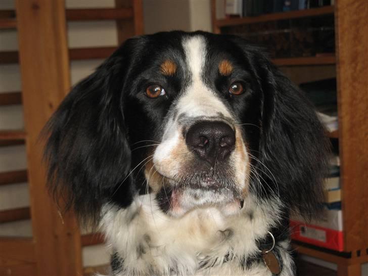 Blanding af racer **Viggo** billede 2