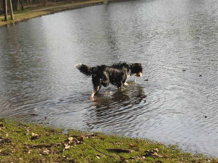 Blanding af racer **Viggo** - Ude i vandet xD Det er koldt! Men jeg skal komme først ud til den pind! xD billede 4