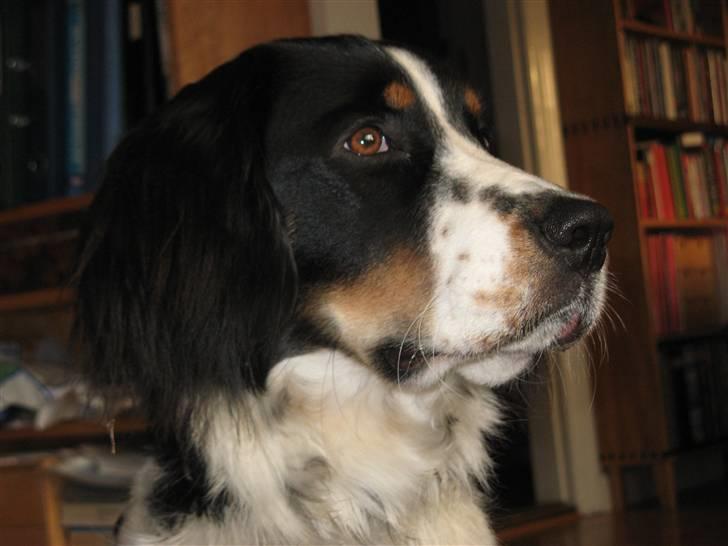 Blanding af racer **Viggo** - Blære mås xD billede 5