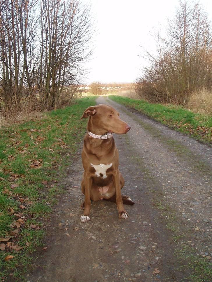 Blanding af racer Græsk gadehund Zari billede 9