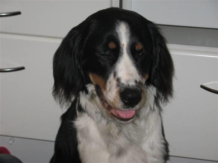 Blanding af racer **Viggo** - ;) billede 6