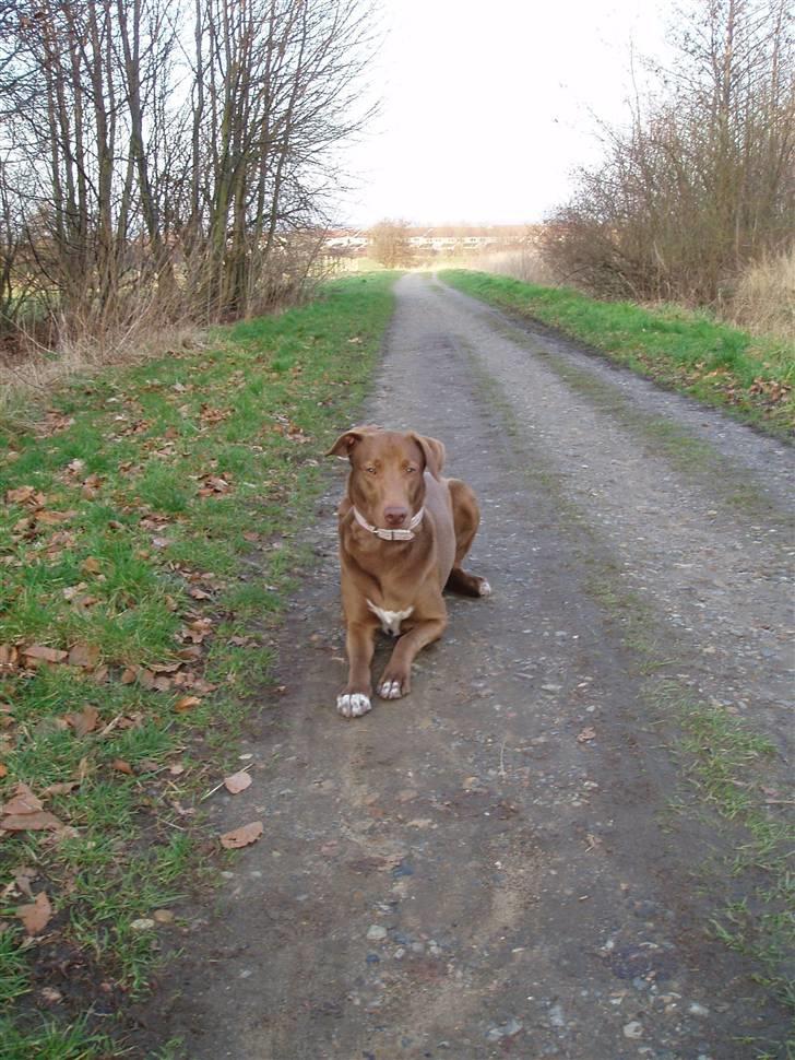 Blanding af racer Græsk gadehund Zari billede 11