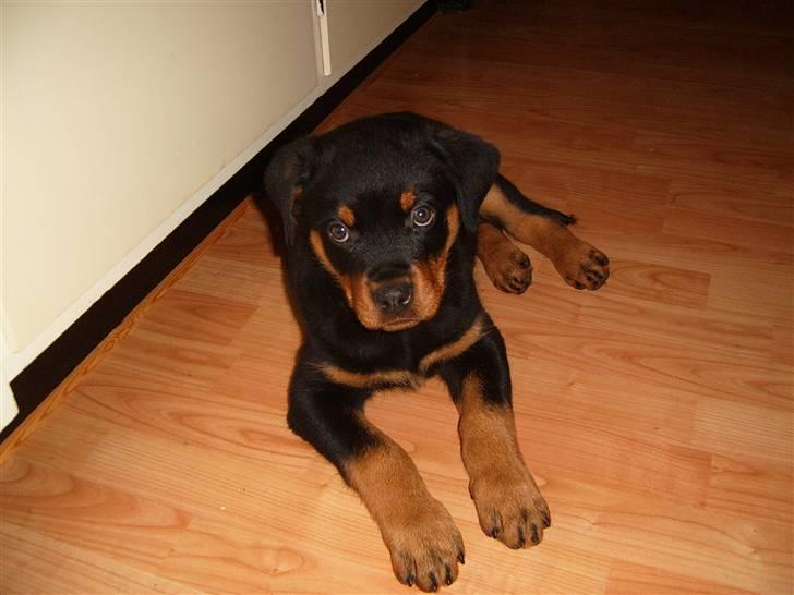 Rottweiler Felix billede 9