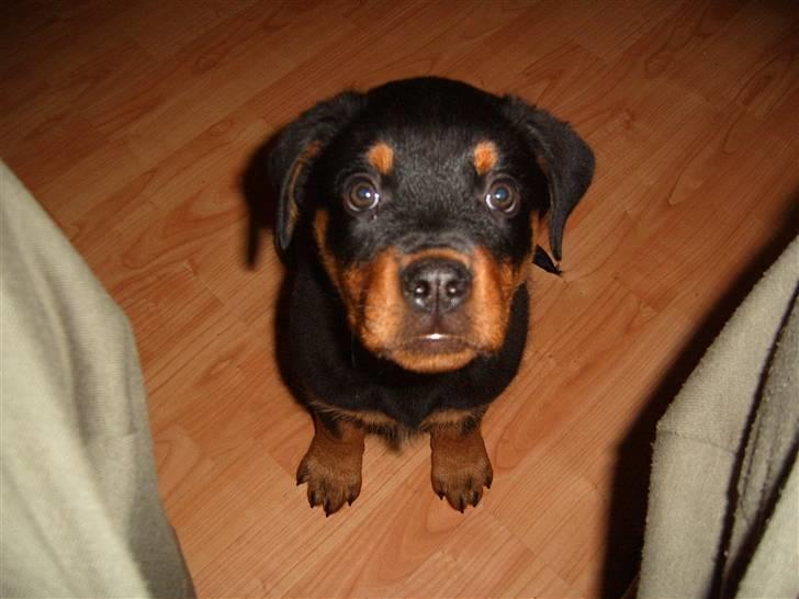 Rottweiler Felix billede 10