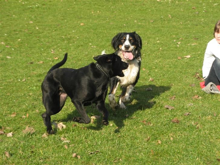 Blanding af racer **Viggo** - Iiih de er så fjollede;) billede 7