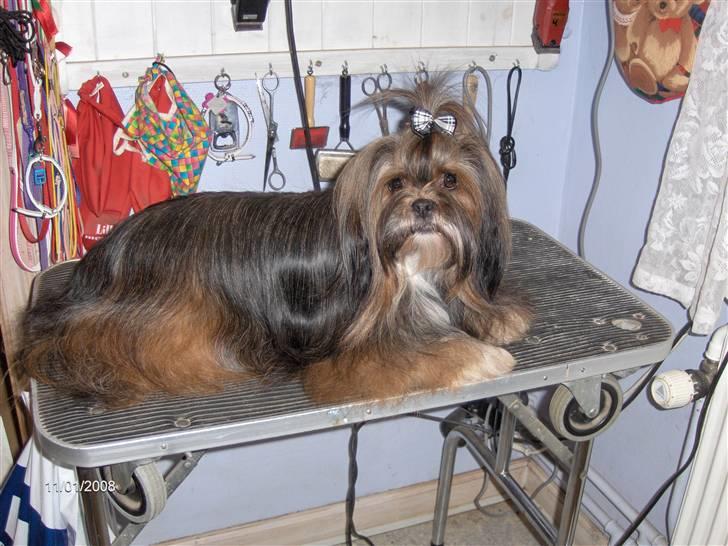 Lhasa apso  LAUNA  billede 16