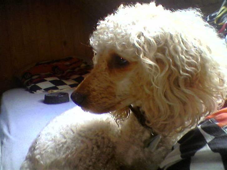 Mellempuddel Pluto - Velkommen vil vores profil.. Er han ikke smuk.? :) billede 1