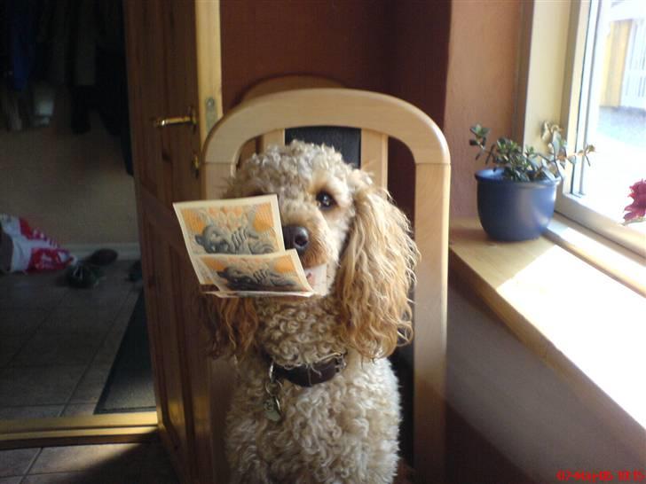 Mellempuddel Pluto - Han er pengeglad, for penge er = godbider.. :) billede 2