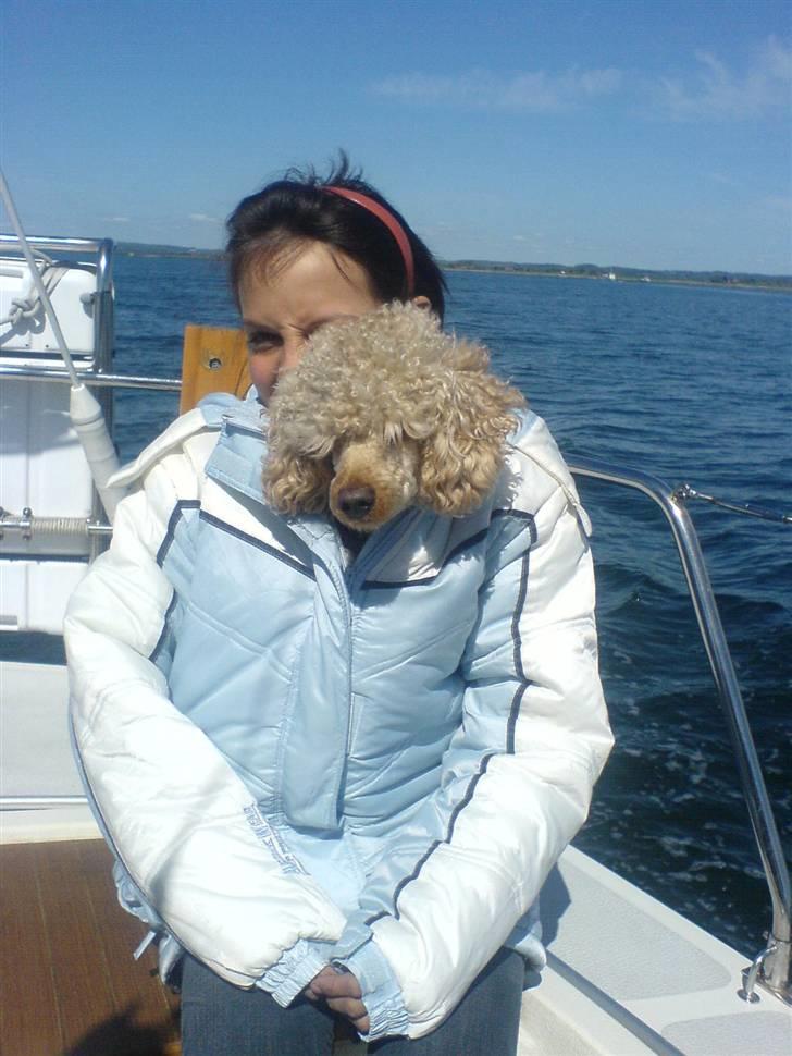 Mellempuddel Pluto - Han er altid med ude at sejle.. Og han elsker det..:) billede 3