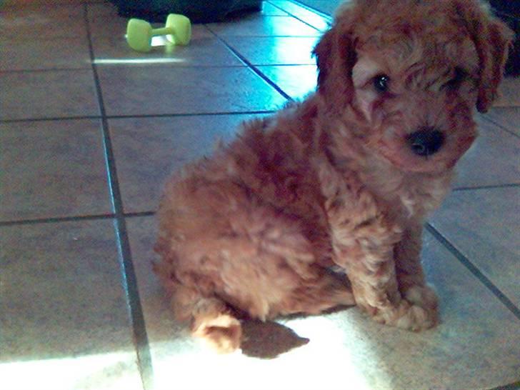 Mellempuddel Pluto - Pluto som hvalp.. billede 4