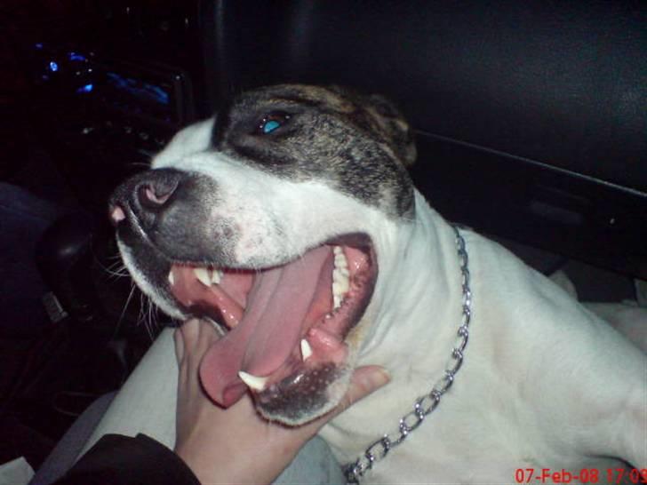 Blanding af racer Frida - Det er bare dejligt at køre i bil c",) billede 9