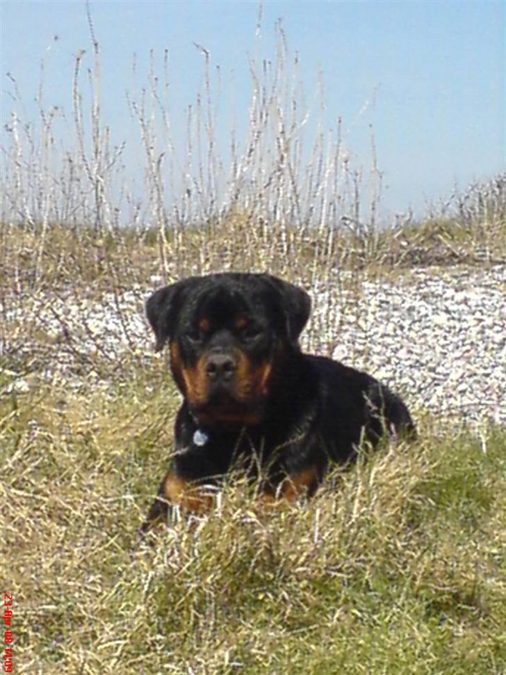 Rottweiler Zaiko - ude at bade:) billede 7