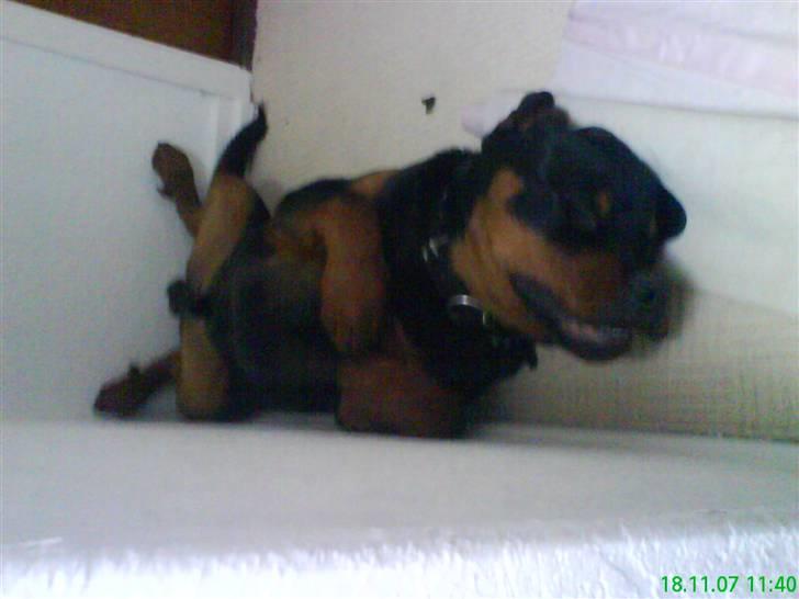 Rottweiler Zaiko - tager liige en morfar oppe i soveværelset billede 8