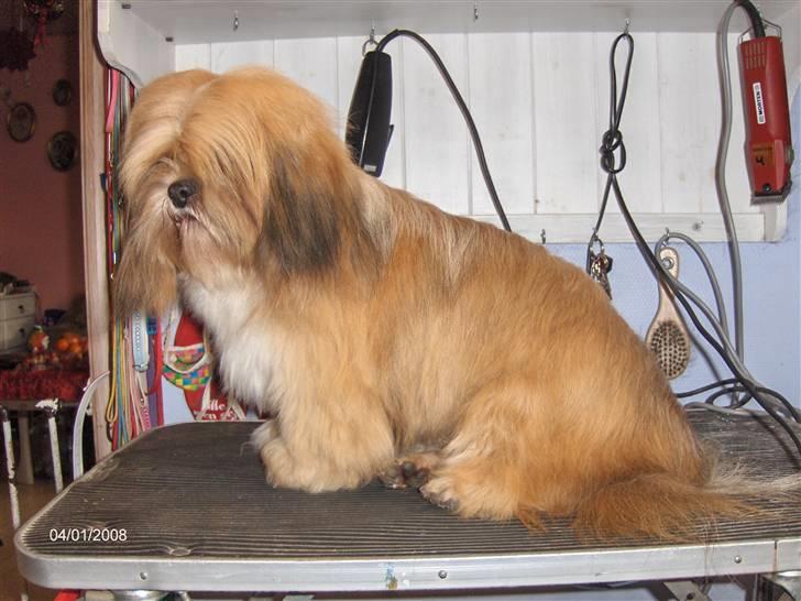 Lhasa apso Lhasa fabricius Leeloo billede 10