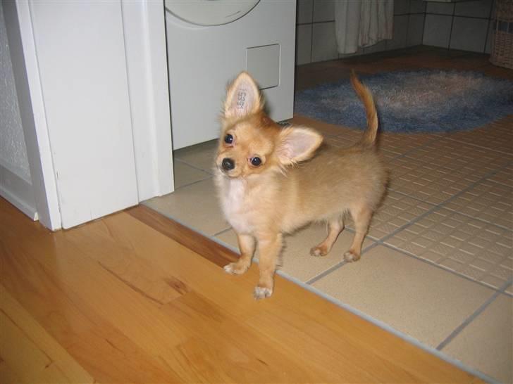 Chihuahua wejner billede 11
