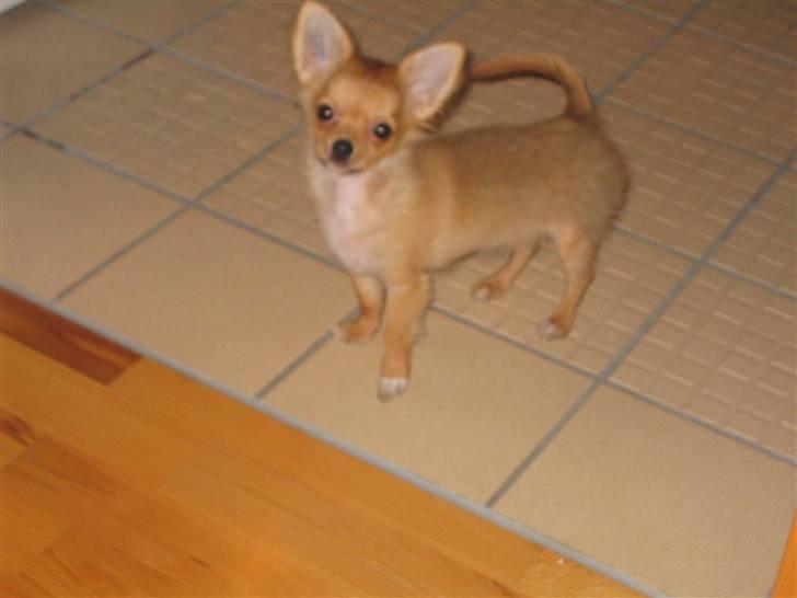 Chihuahua wejner billede 12