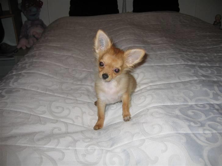 Chihuahua wejner billede 14